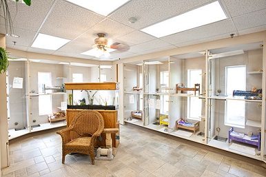 Stress-Free Cat Boarding At The Hillrose Pet Resort Cattery