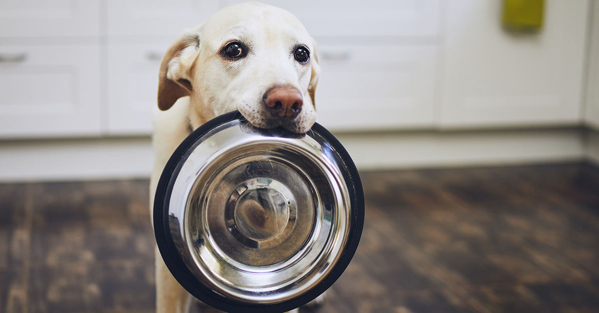 Healthy Desserts for You and Your Dog
