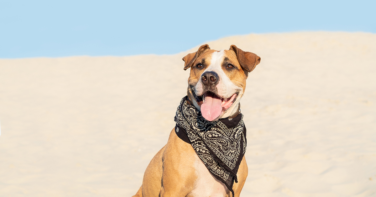 5 Heroic Dogs that deserve being called a Good Boy