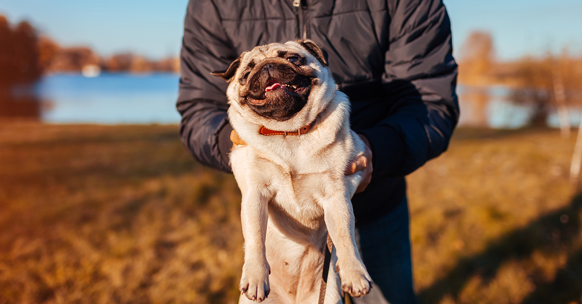 Your Dog Can Help You Get a Date