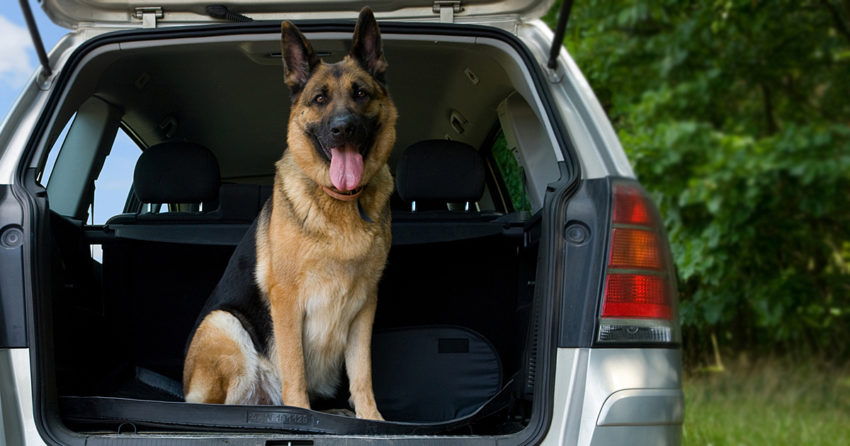 Ever Wonder What Dogs Can Smell That Humans Can’t?