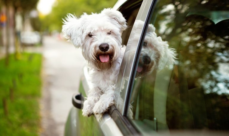 Reasons to Adopt a Pet - Hillrose Pet Resort