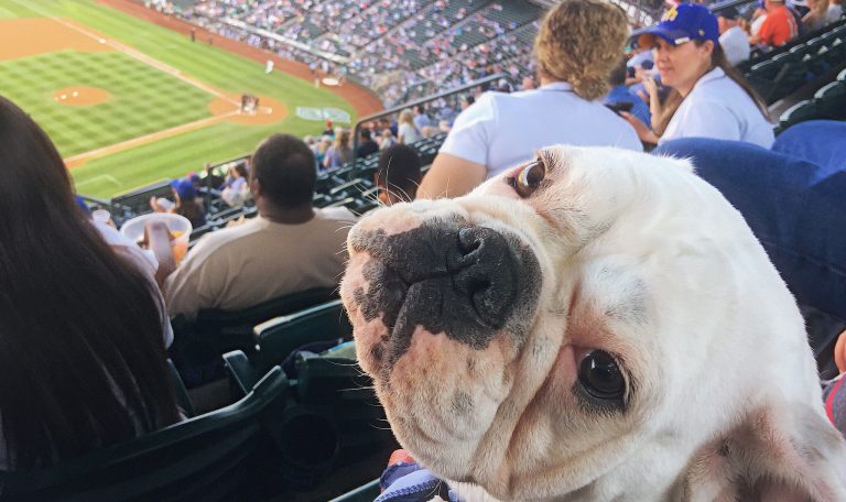 Dog-Friendly Summer Activities In the Puget Sound Area in Western Washington from Hillrose Pet Resort