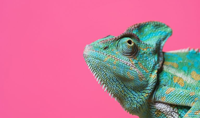 Is An Exotic Pet Right For You? Hillrose Pet Resort