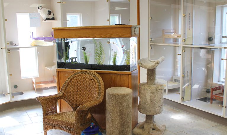 Stress-Free Cat Boarding At The Hillrose Pet Resort Cattery