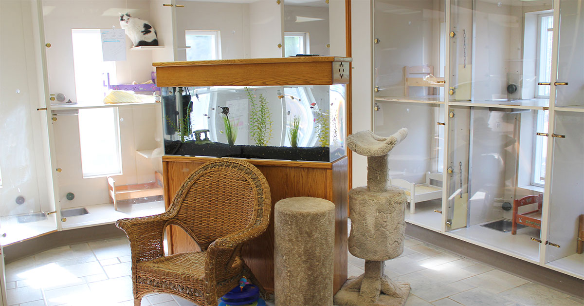 Stress-Free Cat Boarding At The Hillrose Pet Resort Cattery