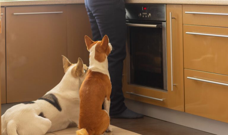 Five Foods You Shouldn’t Feed Your Dog From Hillrose Pet Resort