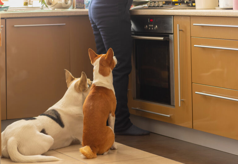 Five Foods You Shouldn’t Feed Your Dog From Hillrose Pet Resort