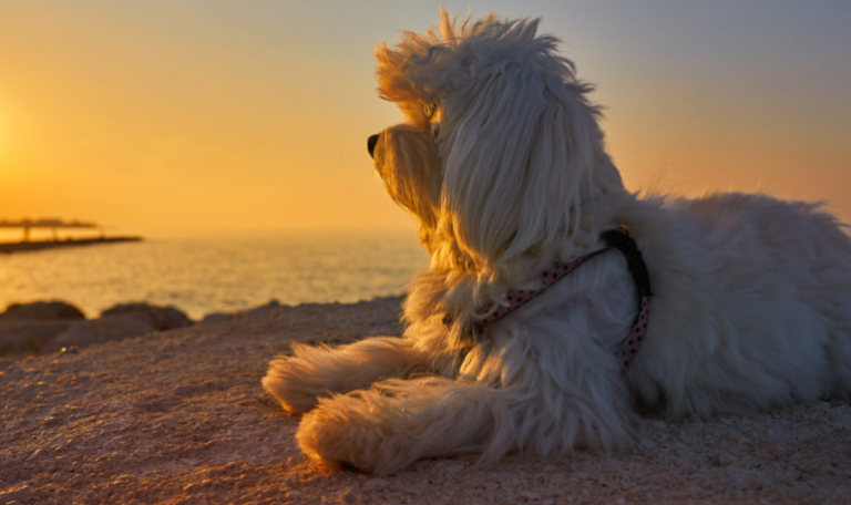 Chasing Dreams: Creating Your Dog’s Bucket List from Hillrose Pet Resort