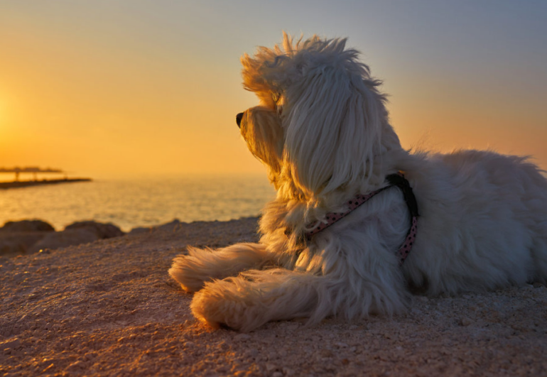 Chasing Dreams: Creating Your Dog’s Bucket List from Hillrose Pet Resort