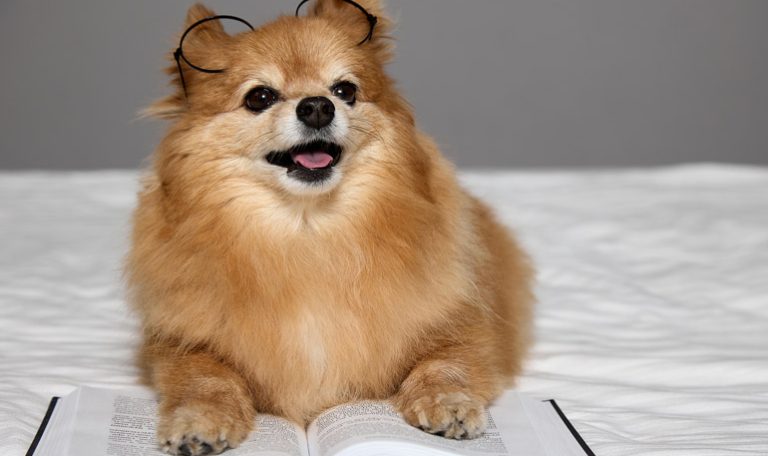 Must-Read Book List for Dog and Cat Lovers by Hillrose Pet Resort