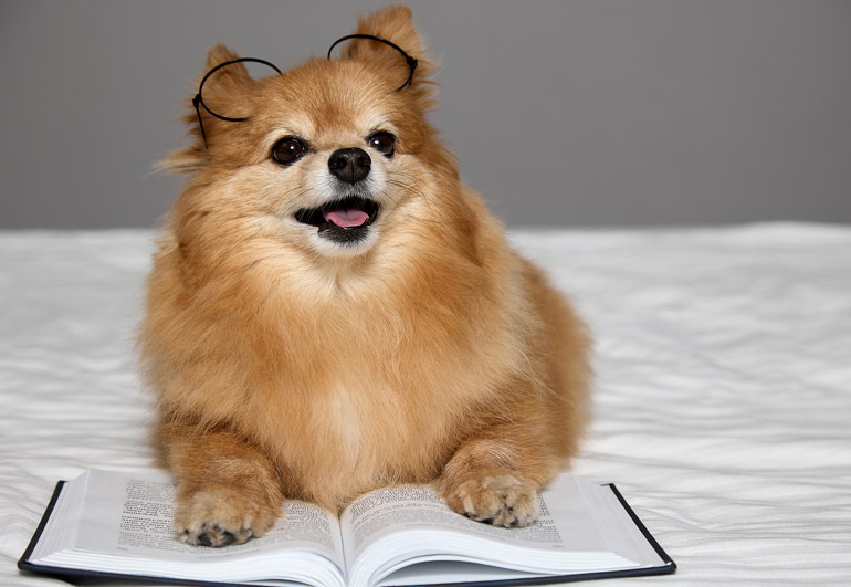 Must-Read Book List for Dog and Cat Lovers by Hillrose Pet Resort