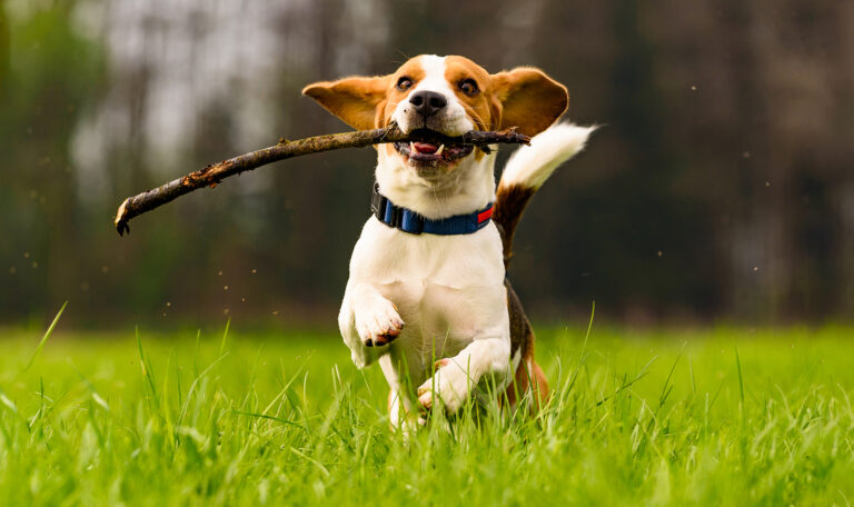 From Couch Potato to Canine Athlete: How to Keep Your Dog Active and Fit with Hillrose Pet Resort
