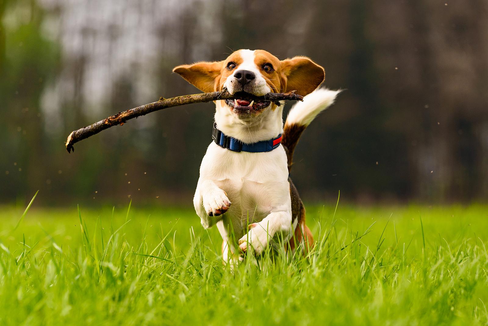 From Couch Potato to Canine Athlete: How to Keep Your Dog Active and Fit with Hillrose Pet Resort