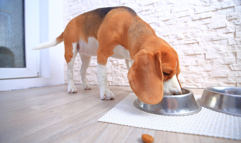 Tips for Introducing a New Pet to Your Home: Helping Your Pet Adjust – Hillrose Pet Resort