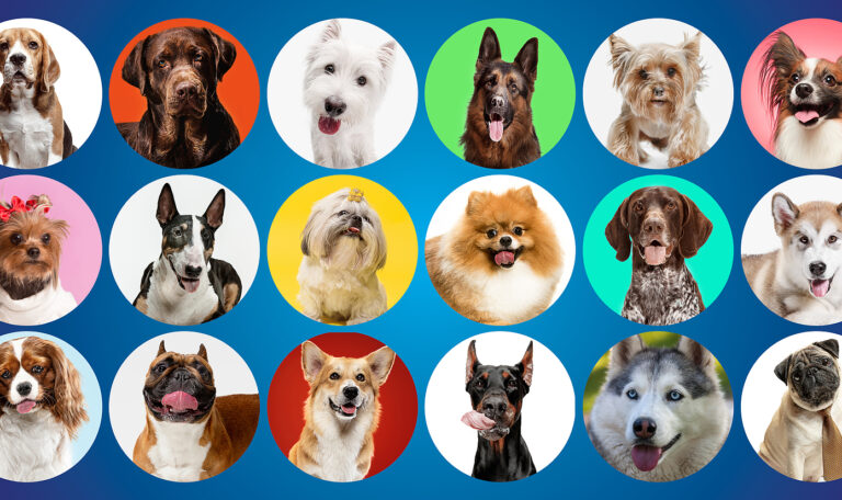 6 Most Popular Dog Breeds in the U.S. with Hillrose Pet Resort