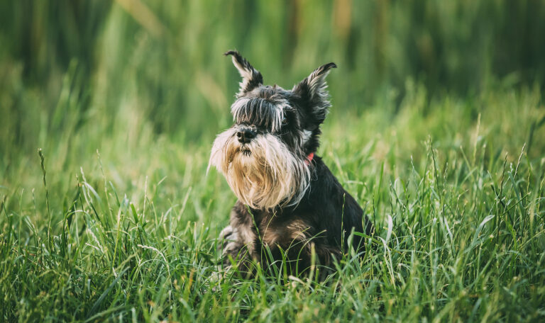 What to Do If Your Dog Gets Lost with Hillrose Pet Resort