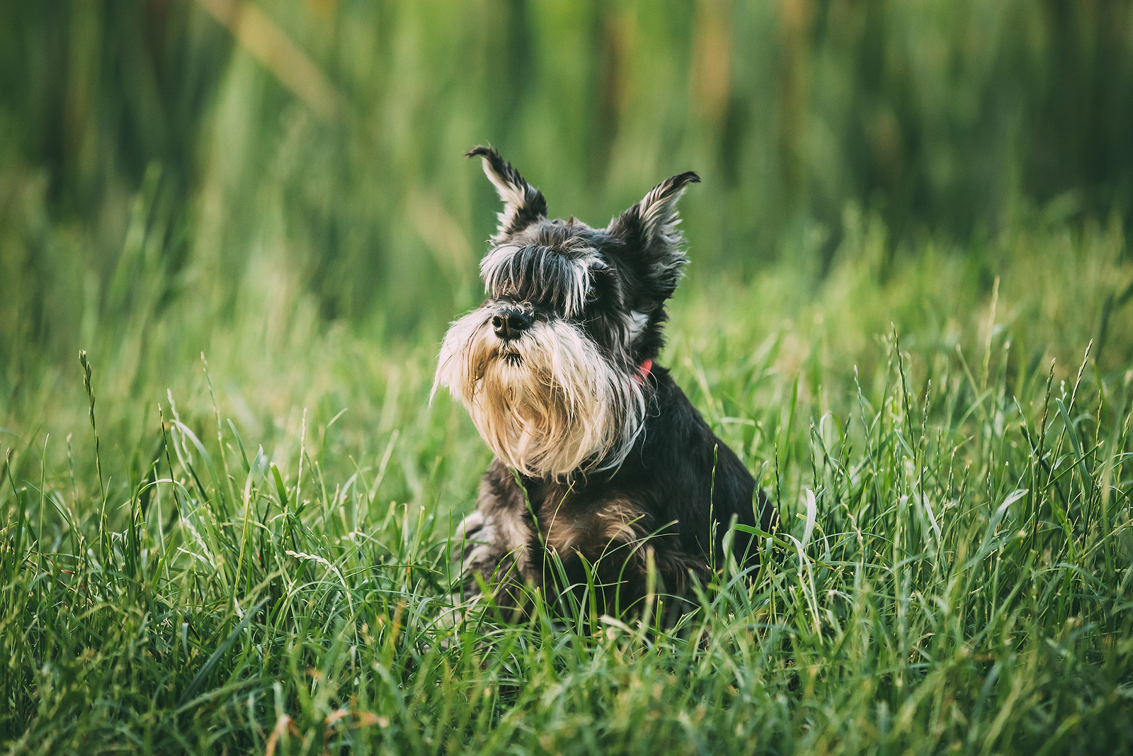 What to Do If Your Dog Gets Lost with Hillrose Pet Resort