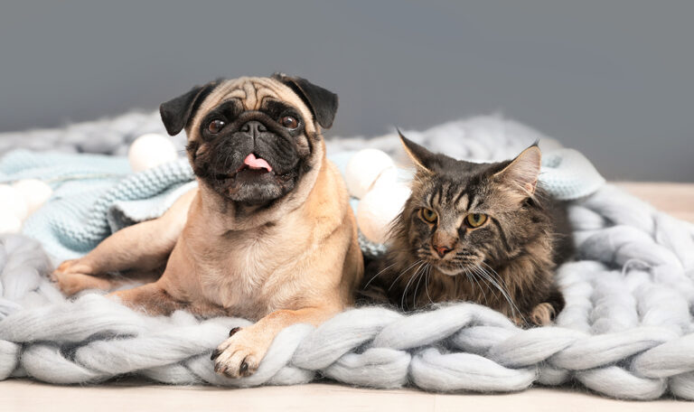 How To Enjoy Your Pet, Even With Allergies