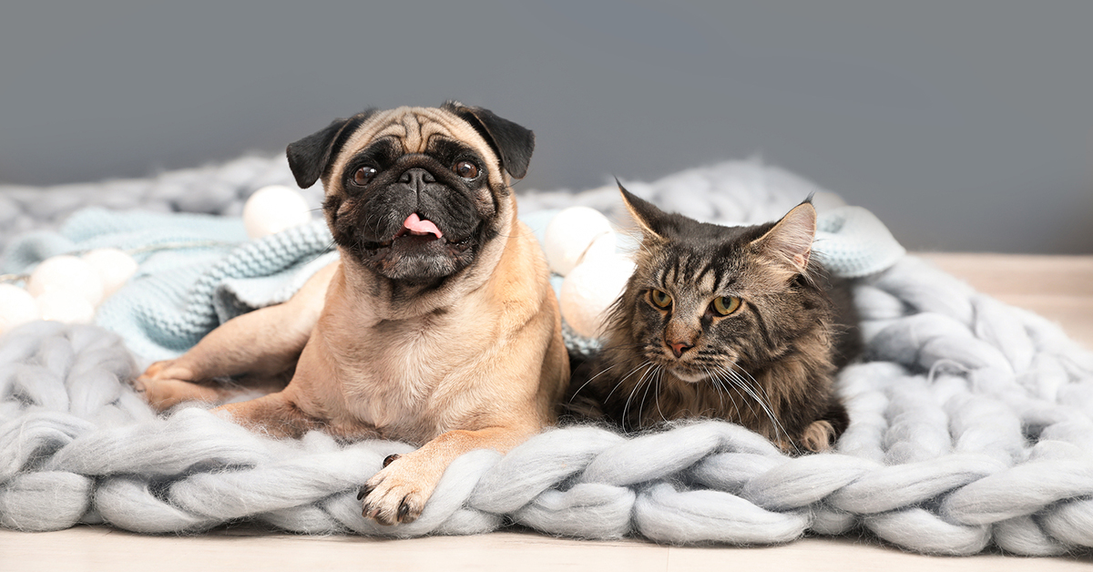 How To Enjoy Your Pet, Even With Allergies
