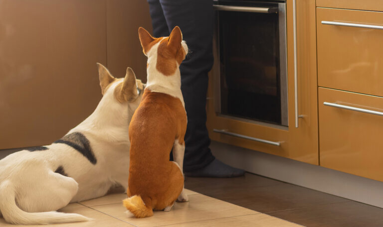 Easy and Tasty Pet-Friendly Dinner Recipes from Hillrose Pet Resort