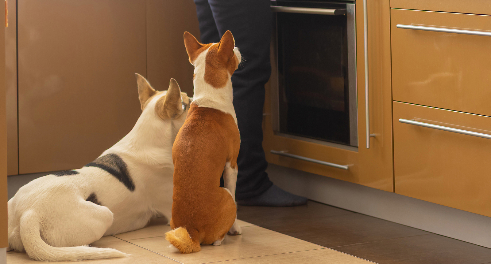 Easy and Tasty Pet-Friendly Dinner Recipes from Hillrose Pet Resort