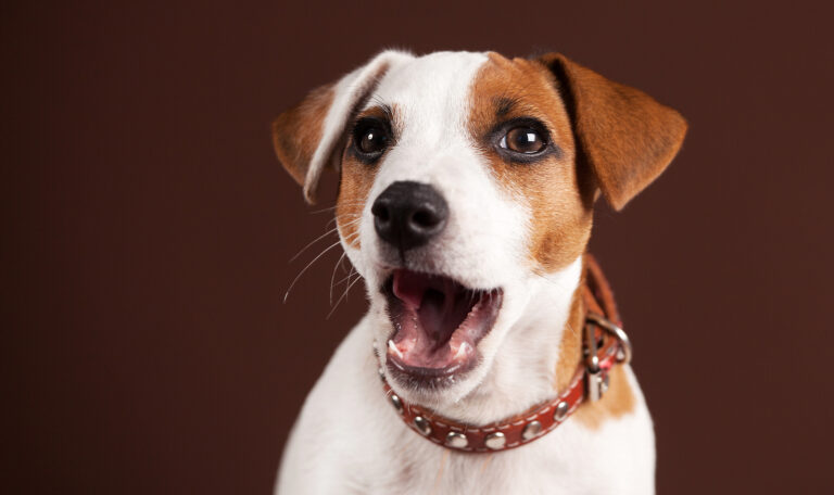 Reasons Dogs Bark and Ways to Help Reduce the Barking from Hillrose Pet Resort