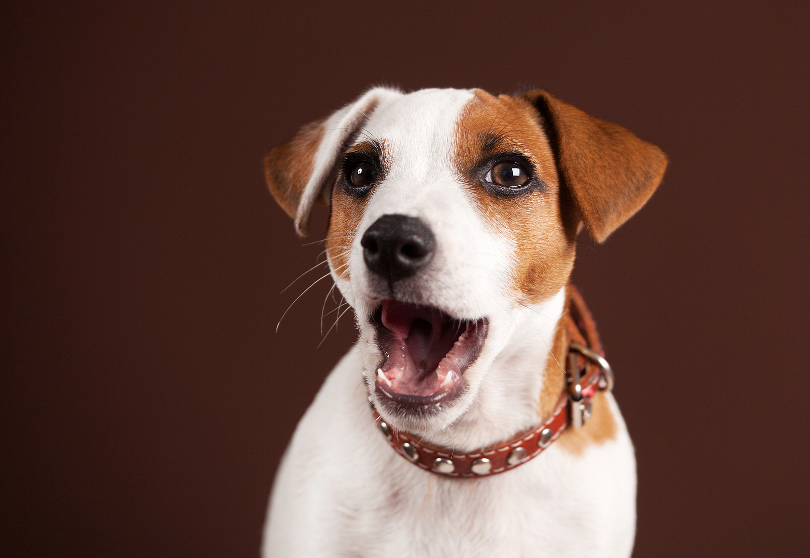 Reasons Dogs Bark and Ways to Help Reduce the Barking from Hillrose Pet Resort